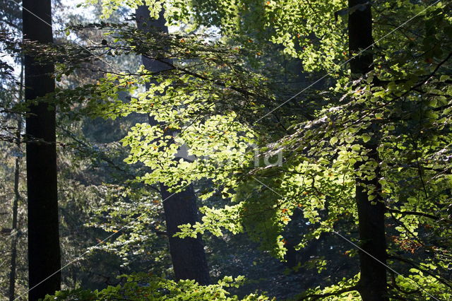 Beuk (Fagus sylvatica)