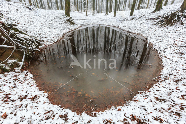 Beech (Fagus sylvatica)