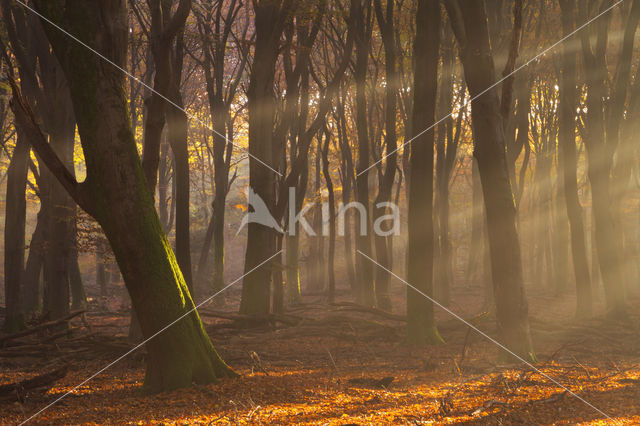 Beuk (Fagus spec.)