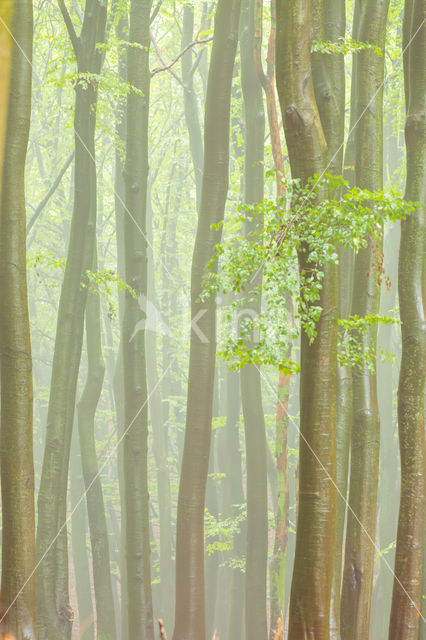 Beuk (Fagus spec.)