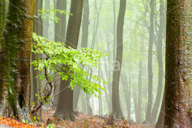 Beech (Fagus spec.)