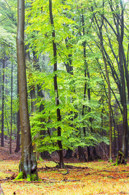 Beech (Fagus spec.)