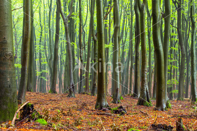 Beuk (Fagus spec.)