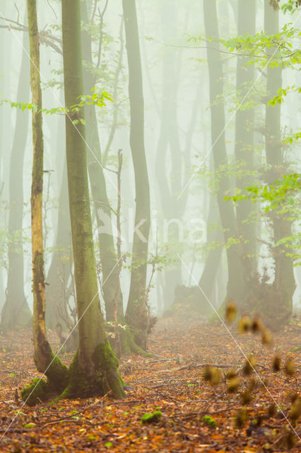 Beech (Fagus spec.)