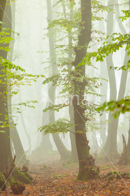 Beech (Fagus spec.)