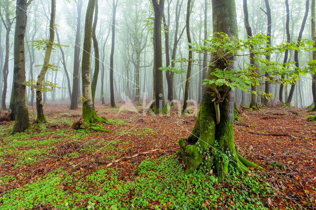 Beuk (Fagus spec.)