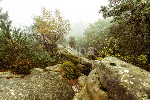 Beech (Fagus spec.)