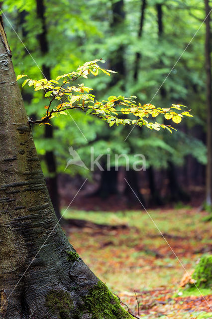 Beech (Fagus spec.)