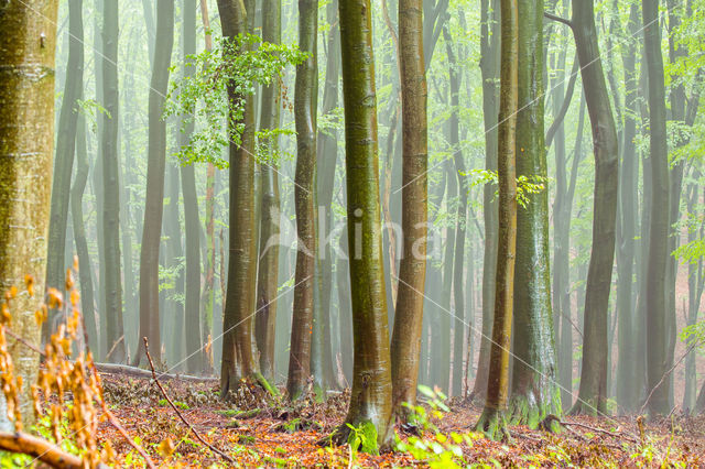 Beuk (Fagus spec.)