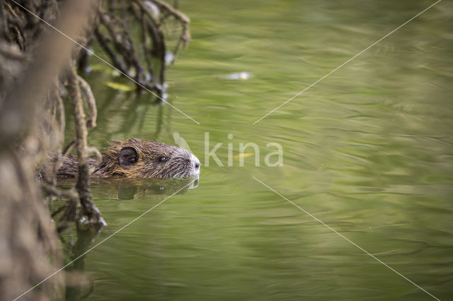 Coypu (Myocastor coypus)