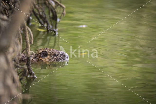 Beverrat (Myocastor coypus)