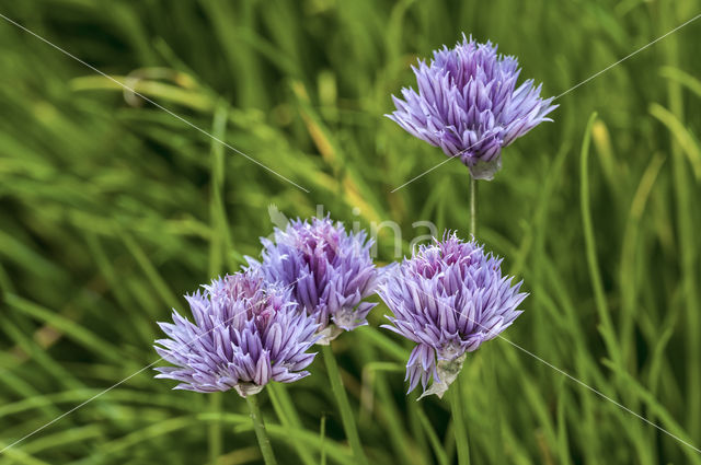 wild chives (Allium schoenoprasum)