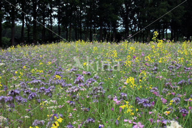 Lacy Phacelia (Phacelia tanacetifolia)