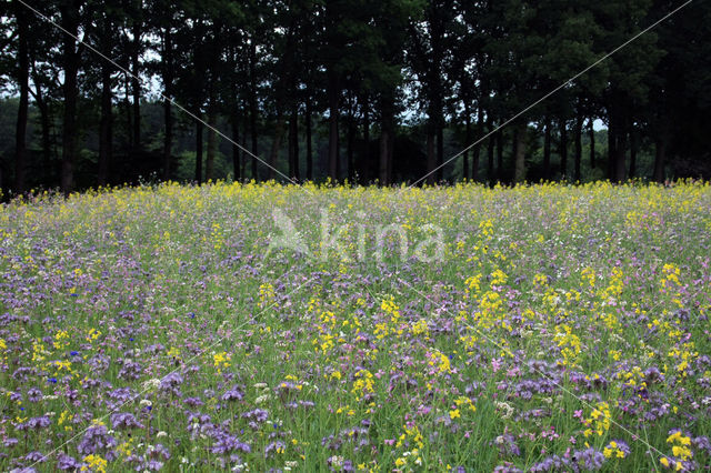 Lacy Phacelia (Phacelia tanacetifolia)