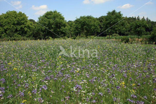 Bijenvoer (Phacelia tanacetifolia)