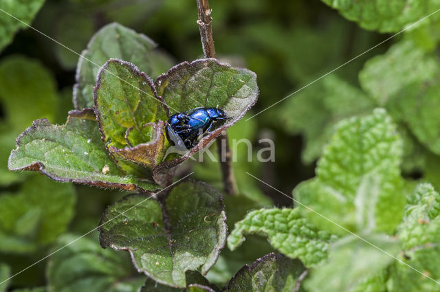 Blauw Muntgoudhaantje