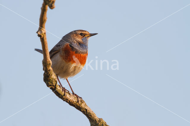 Blauwborst (Luscinia svecica)