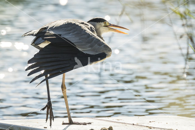 Grey Heron (Ardea cinerea)