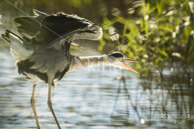 Blauwe Reiger (Ardea cinerea)