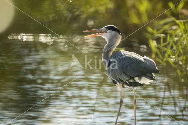 Grey Heron (Ardea cinerea)