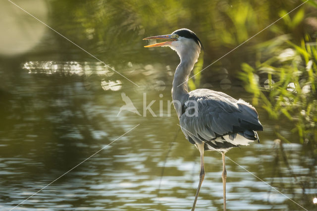 Grey Heron (Ardea cinerea)