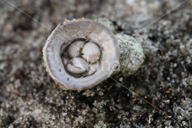 Bleek nestzwammetje (Cyathus olla)