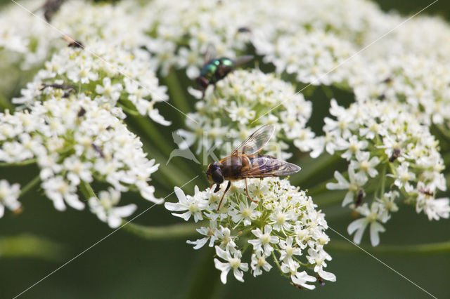 drone fly (Eristalis tenax)