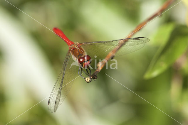 Bloedrode heidelibel (Sympetrum sanguineum)