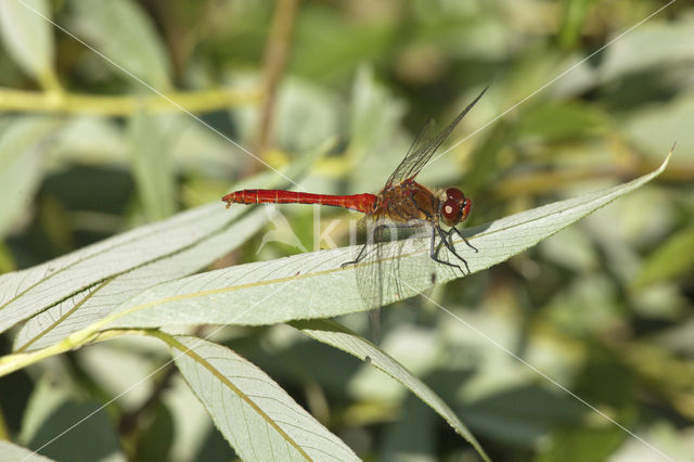 Bloedrode heidelibel (Sympetrum sanguineum)