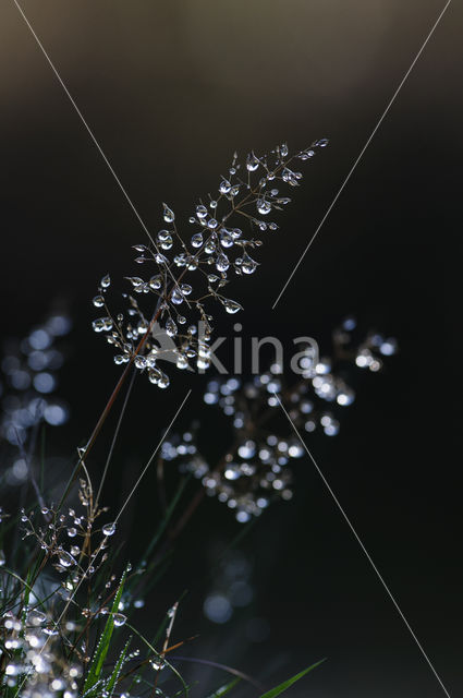 Bochtige smele (Deschampsia flexuosa)