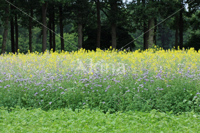 Lacy Phacelia (Phacelia tanacetifolia)