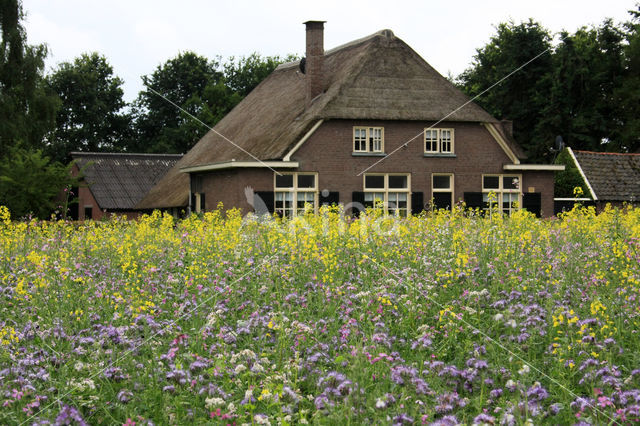 Bijenvoer (Phacelia tanacetifolia)