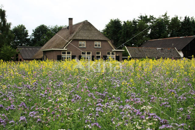 Bijenvoer (Phacelia tanacetifolia)