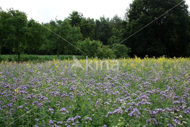 Bijenvoer (Phacelia tanacetifolia)