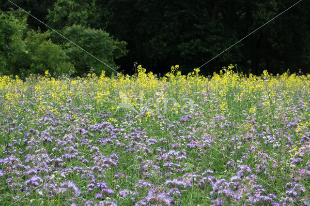 Lacy Phacelia (Phacelia tanacetifolia)