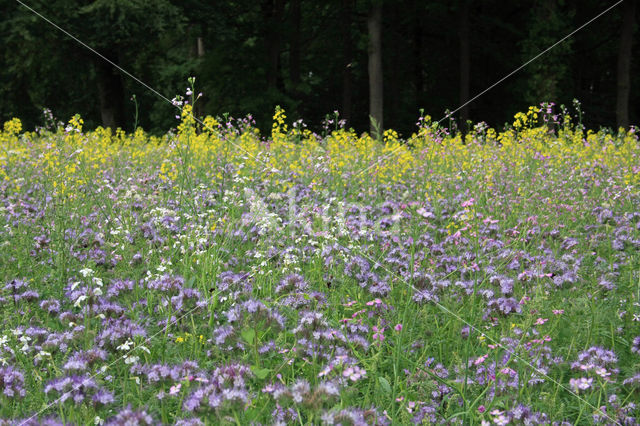 Lacy Phacelia (Phacelia tanacetifolia)