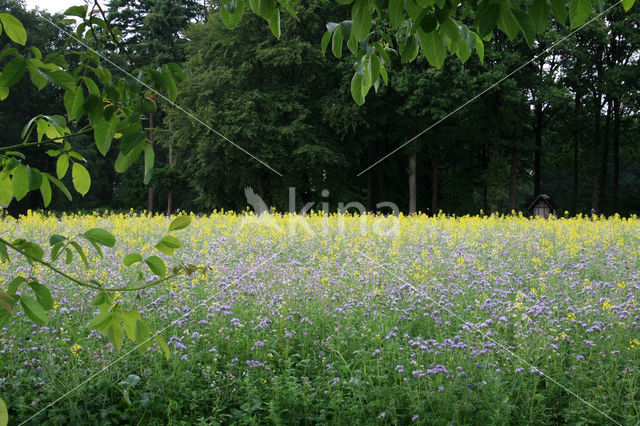 Lacy Phacelia (Phacelia tanacetifolia)