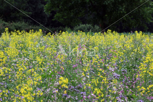 Lacy Phacelia (Phacelia tanacetifolia)