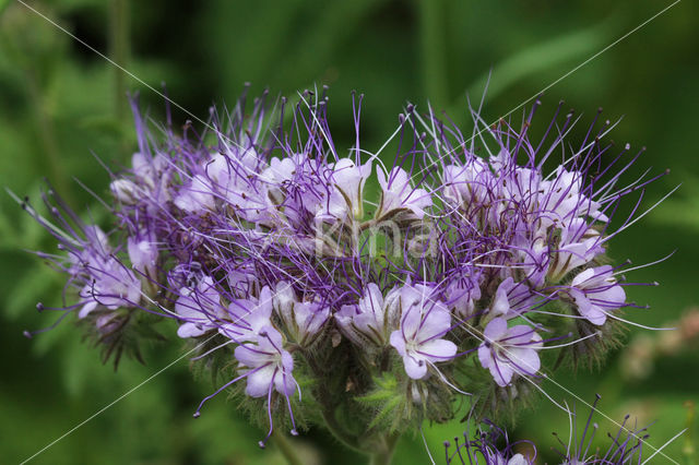 Bijenvoer (Phacelia tanacetifolia)