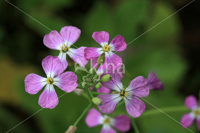 Garden Radish (Raphanus sativus)