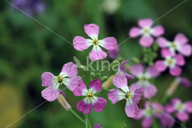 Garden Radish (Raphanus sativus)