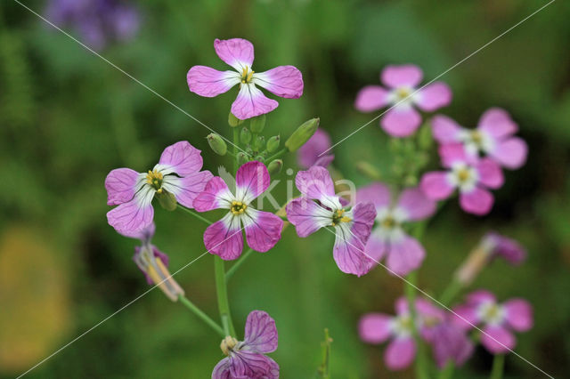 Garden Radish (Raphanus sativus)