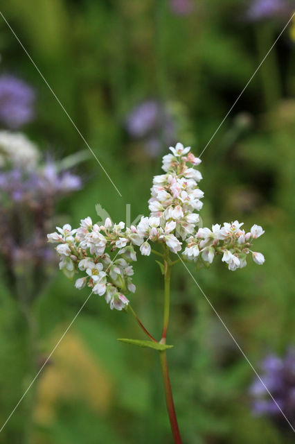 Buckwheat (Fagopyrum esculentum)