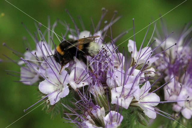 Lacy Phacelia (Phacelia tanacetifolia)