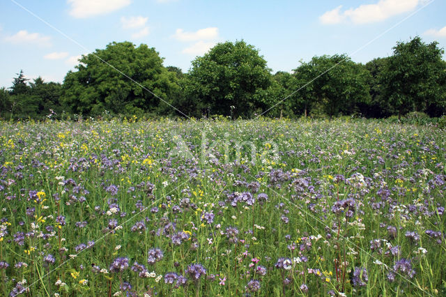 Buckwheat (Fagopyrum esculentum)