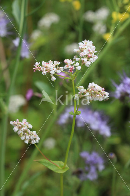 Buckwheat (Fagopyrum esculentum)