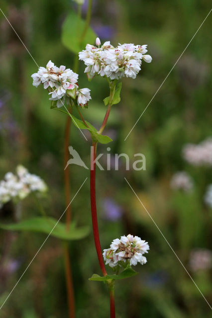 Buckwheat (Fagopyrum esculentum)