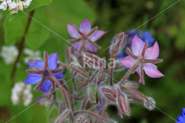 Borage (Borago officinalis)