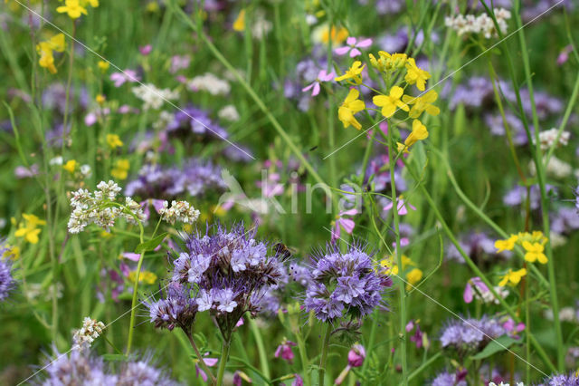 Lacy Phacelia (Phacelia tanacetifolia)