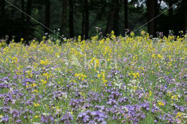 Lacy Phacelia (Phacelia tanacetifolia)